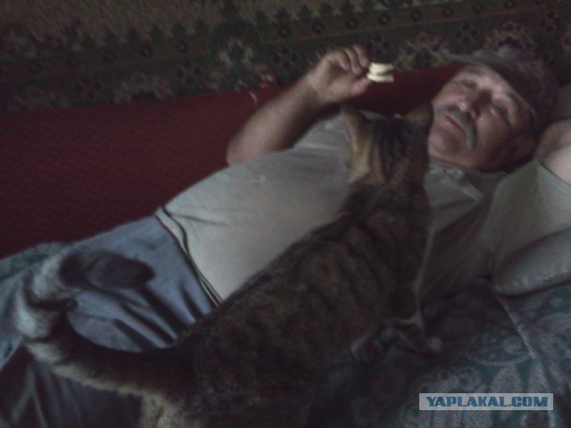 Котовторник 16.06.2015., Котовторник наступил!