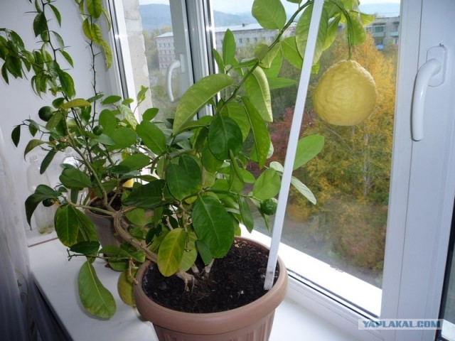 Лимончик вырос