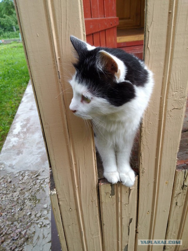 Котовторник  21.07.2015