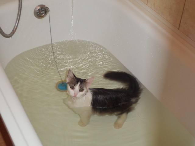 Кошка SOSка