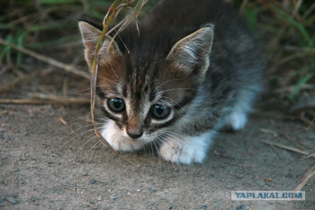 Котовторник