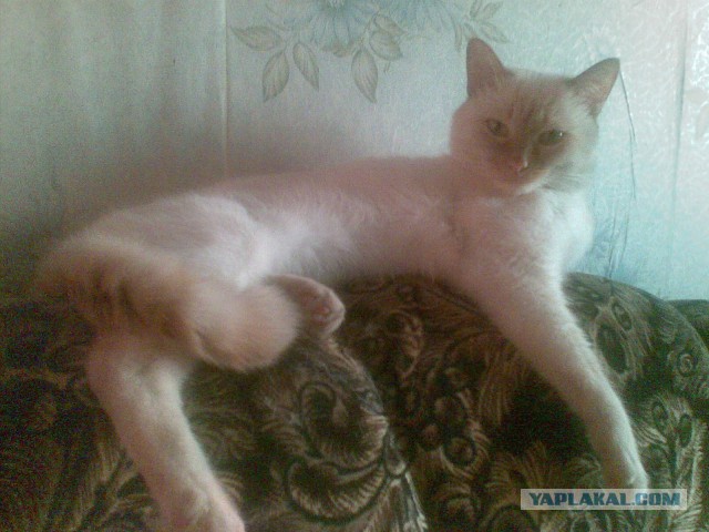 Котовторник 26.01.2016