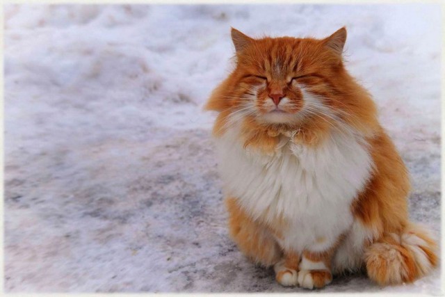 Скотинки - Животинки
