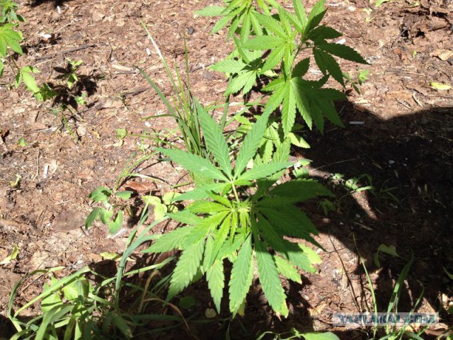 Подборка картинок 20.02.16