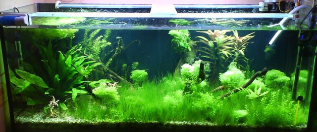 Пост про запуск растительного аквариума