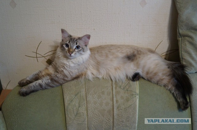 Котовторник 31.05.2016
