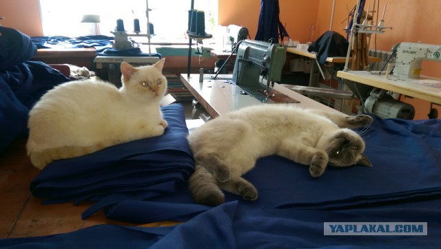 Котовторник 19.07.2016