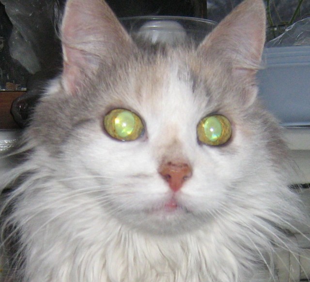 кошачий глаз