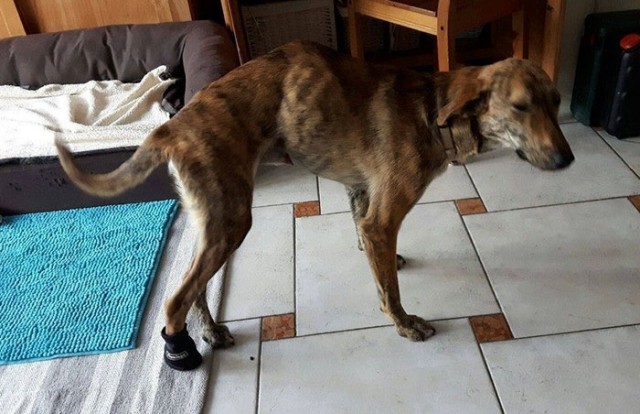 Женщина нашла собаку со сломанной спиной во время отпуска и забрала ее домой