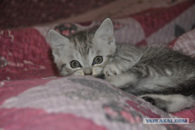 Кошек признали опаснейшими хищниками на Земле