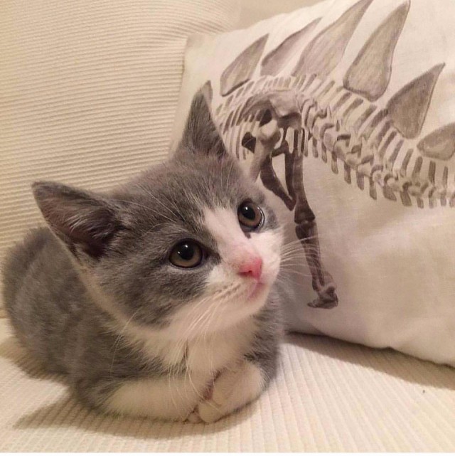 Коты из сети