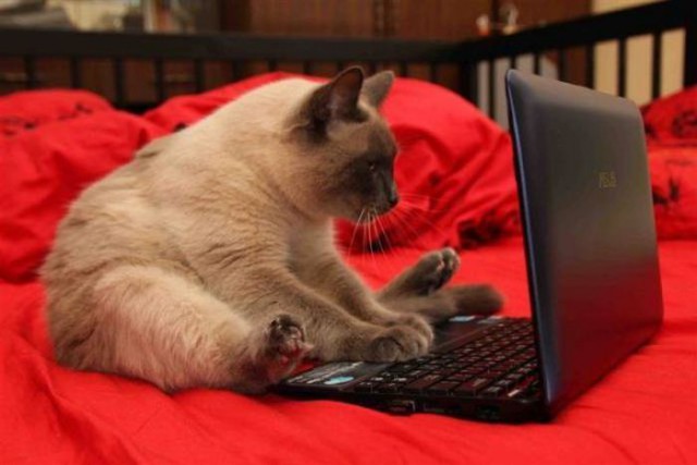 Коты и Кошки