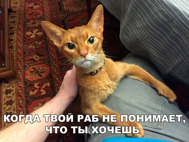 Коты и Кошки