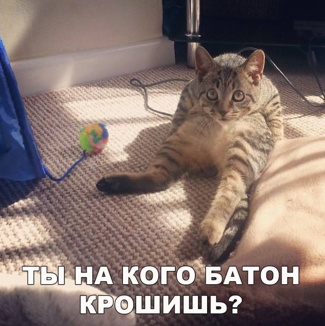 Коты и Кошки
