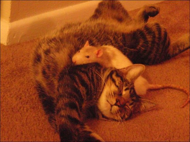 Коты и Кошки