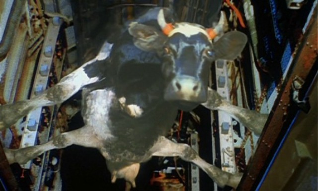 Двум пылким провинциальным парням не удалось уединиться в лифте