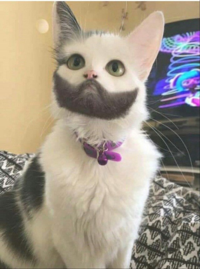 24 кота, которые подняли дерзость на новый уровень