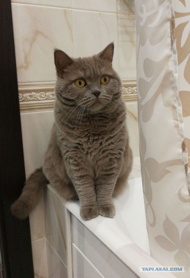 Котовторник 24.10.2017