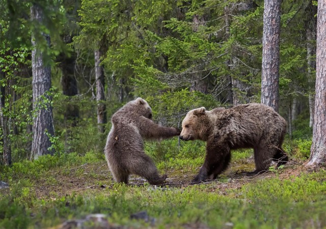 Финалисты самого смешного фотоконкурса в природе — Comedy Wildlife Awards 2017