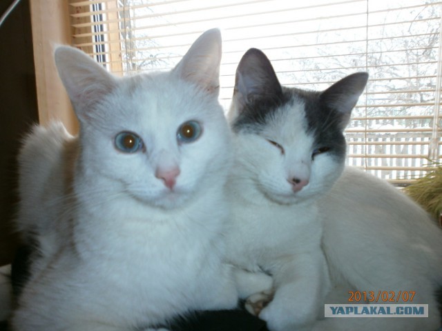 Котовторник  19.12.2017
