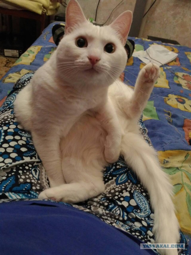 Котовторник 20.02.18