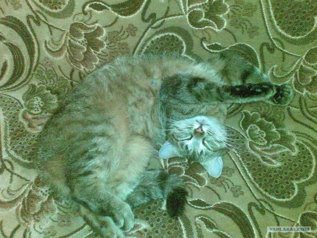Котовторник на ЯПлакалъ (27.05.08), прикольные коты, добавляем свои!