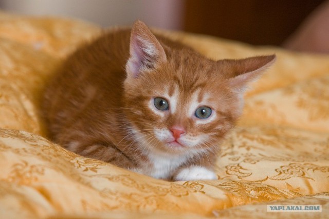 Котовторник на ЯПлакалъ