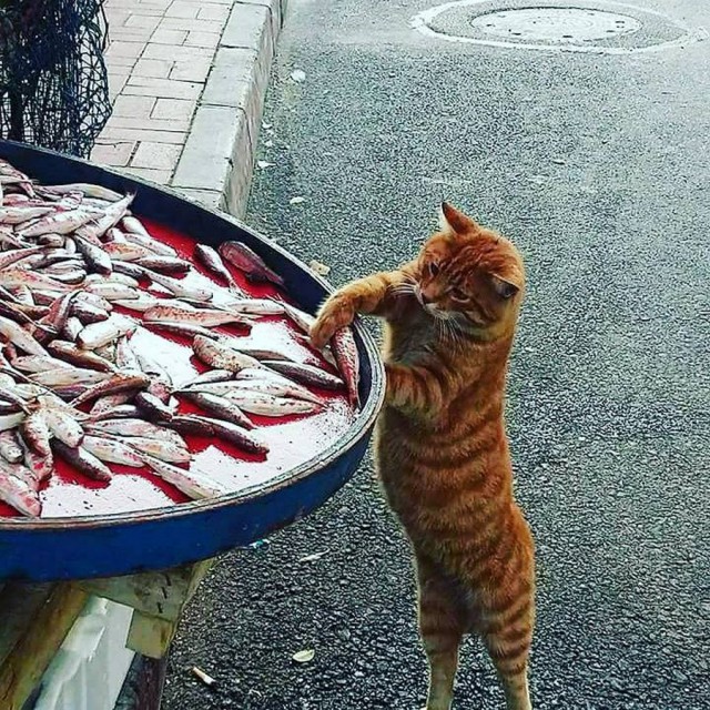 Прикольных котов пост