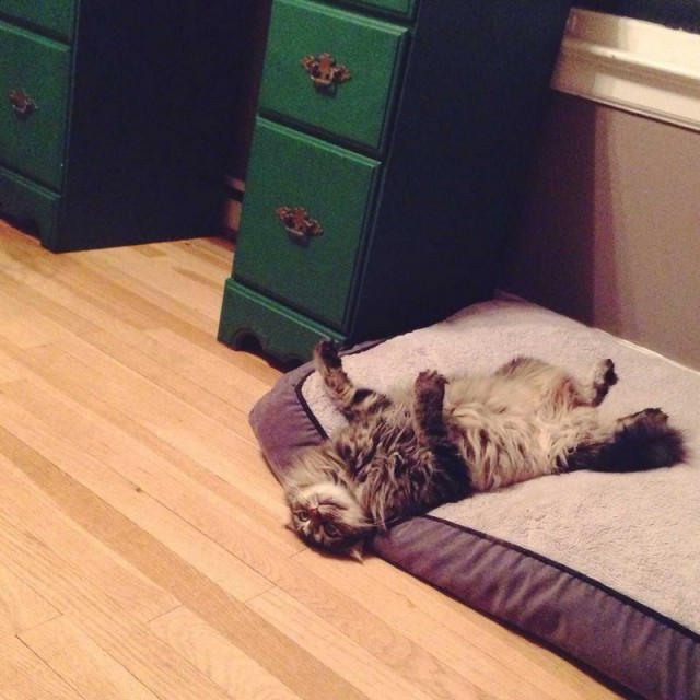 Интересные посты про котов. Посты про котиков на стену. Свежая котоматрица для настроения. Кот пост. Кот пост.