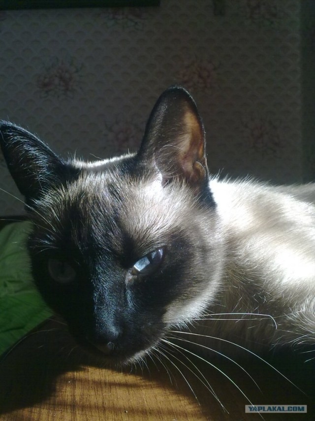 Котовторник
