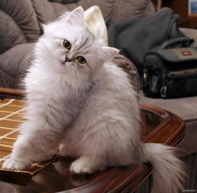 Котовторник - С праздником, котоводы!