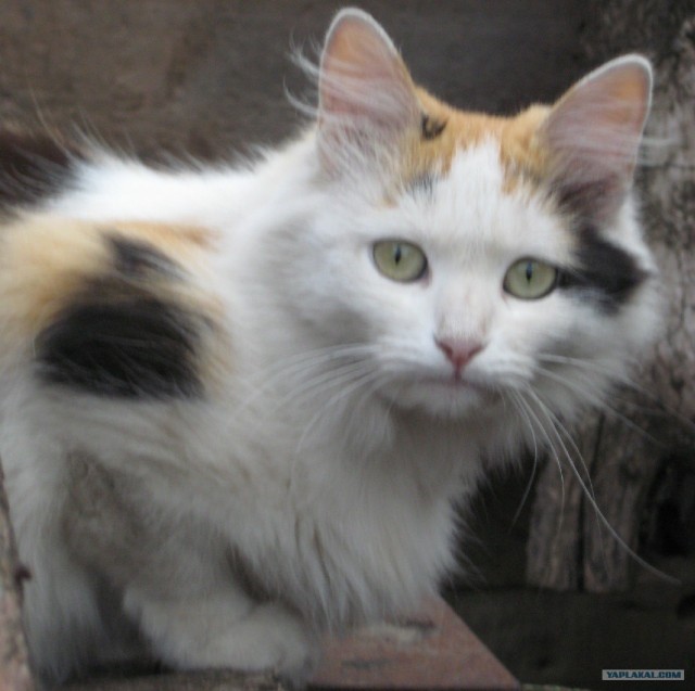Котовторник!