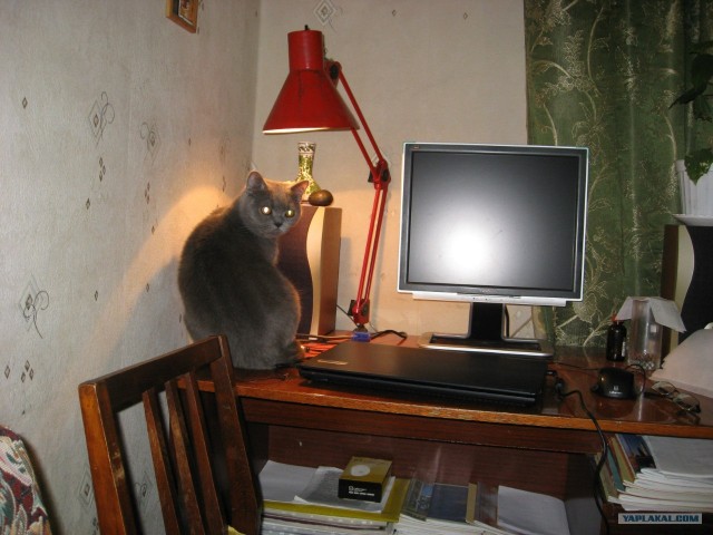 Котовторник! 13.03.2012