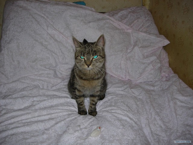 Котовторник 1 мая 2012