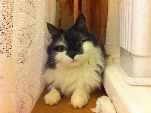 Котовторник 8 мая 2012
