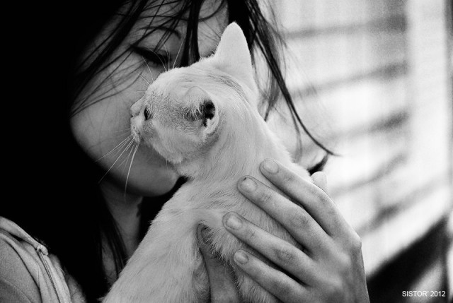 Котовторник на 26.06.12