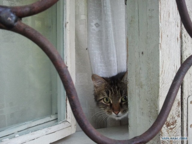 Котовторник 10. 07. 2012
