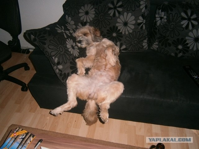 Собакочетверг