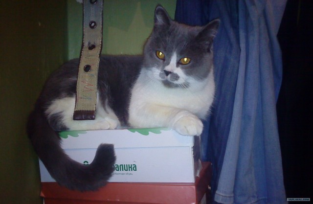 Котовторник 30.10.2012