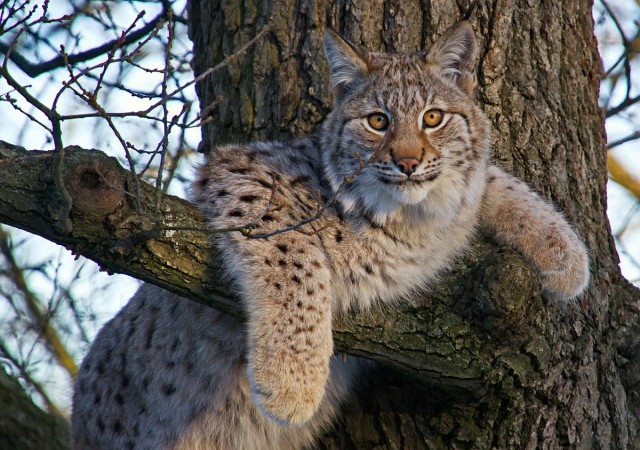 Дикий котовторник
