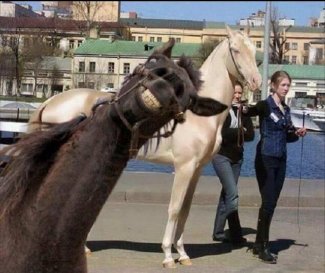 Просто 33 картинки