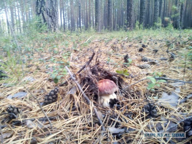 Грибной пост