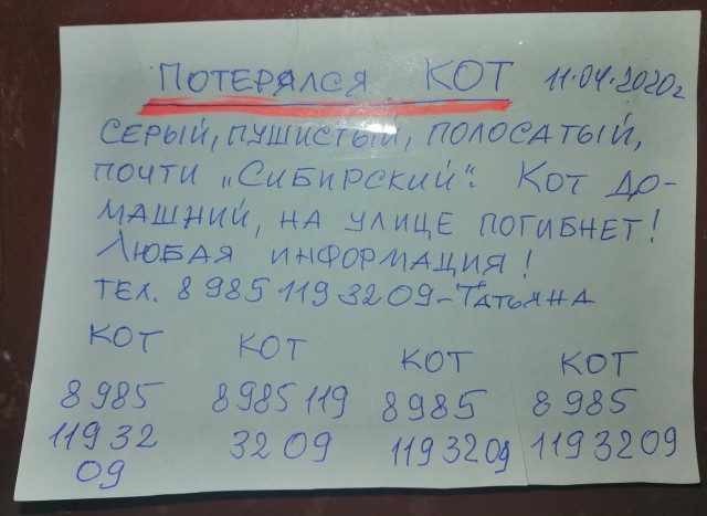 Дети притащили мелочь кошачью