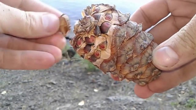 Моя история с РСП (сколько раз я обжёгся прежде чем понял всю суть)