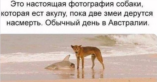 Обычные австралийские будни