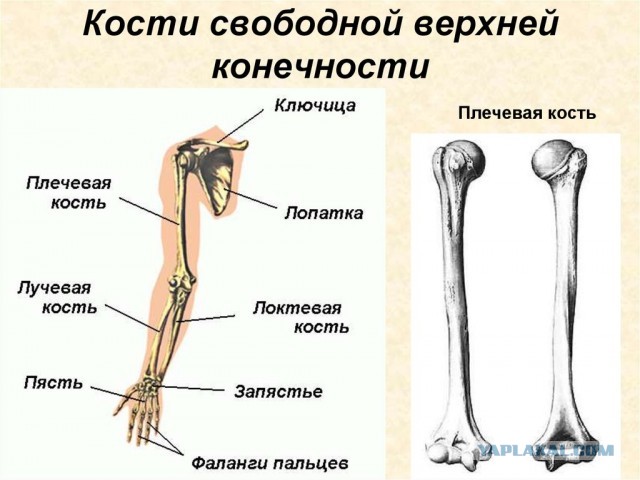 Профи за работой