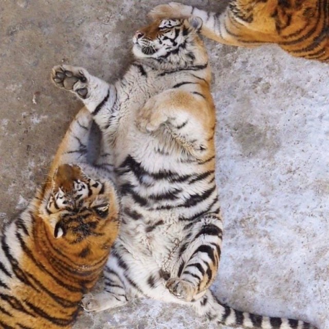 Эти забавные животные