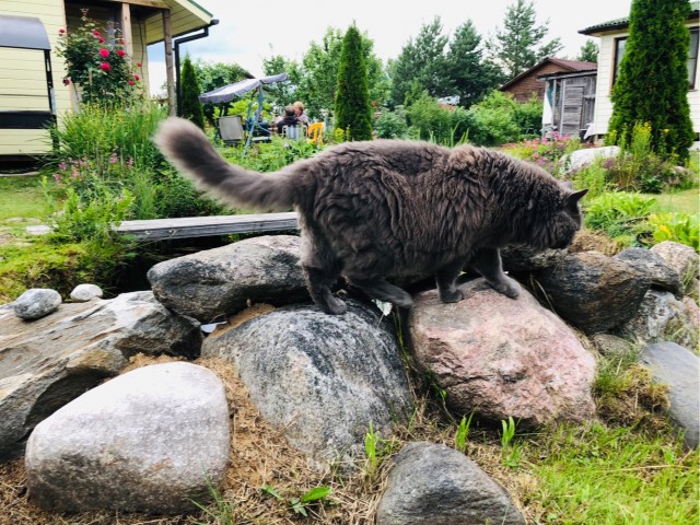 Смешные коты 18.08.20