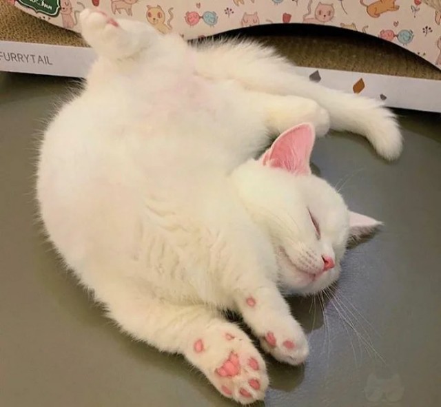 Смешные коты 25.08.20