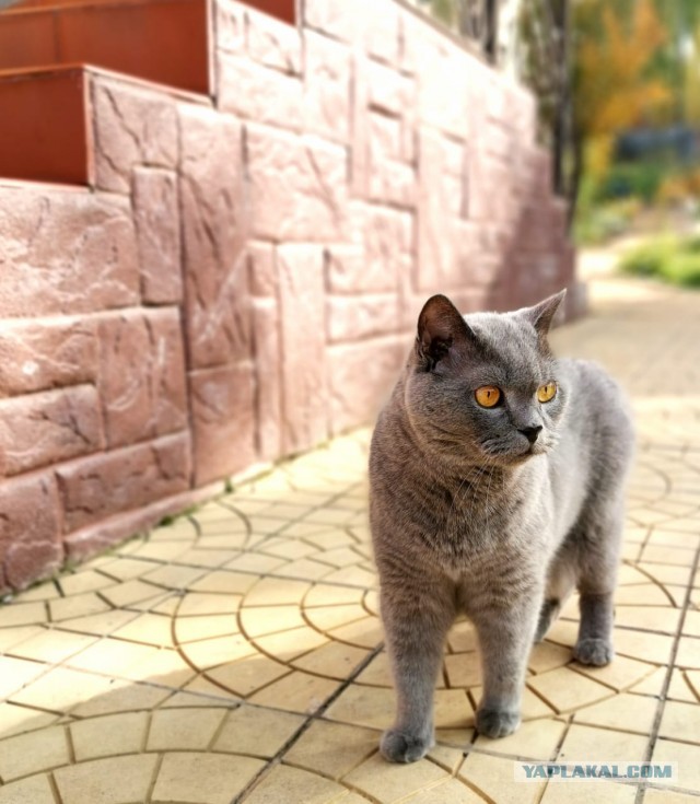 Котовторник 17.11.20